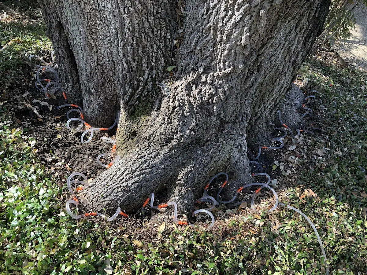 Detailed Tree Cabling and Bracing job site in Cambria