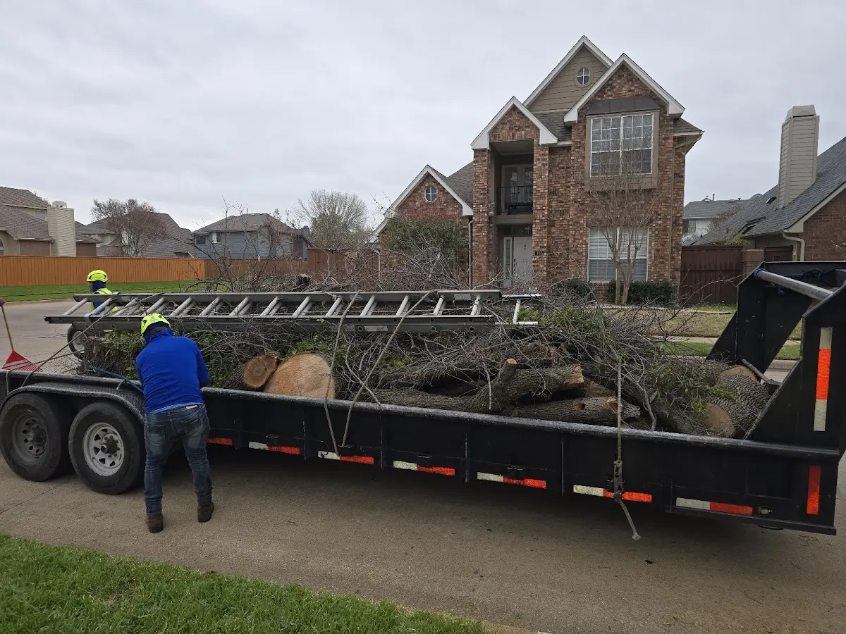 Expert Tree Fertilization with proper safety equipment in Cambria